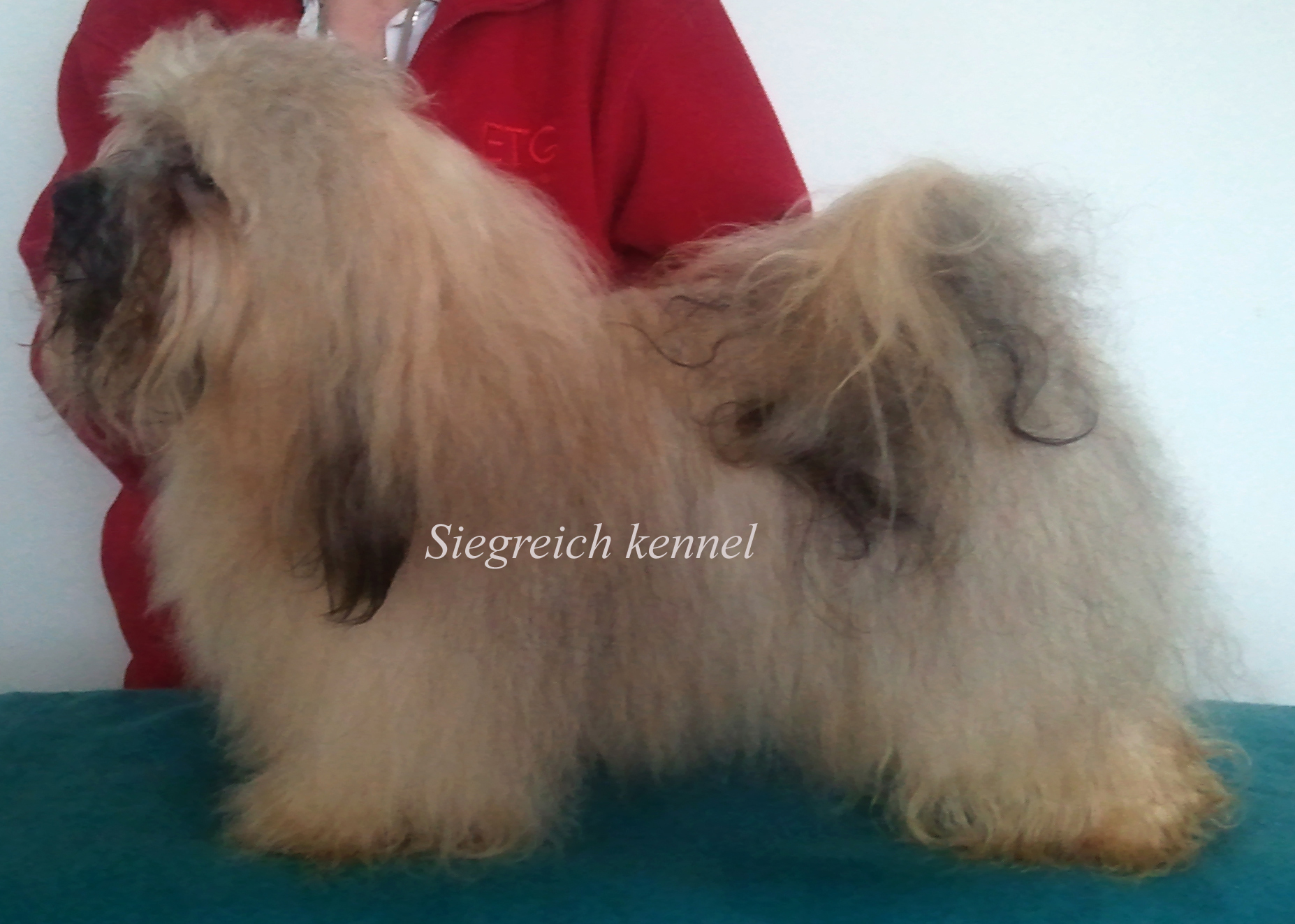 Bichon Havanese,  Havanais, Havaneser, Havanski bison