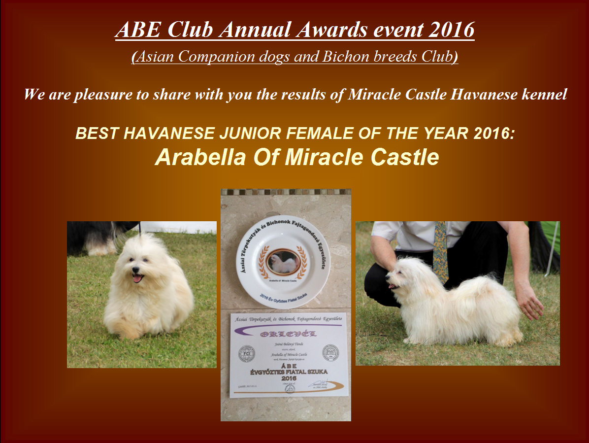 Best Havanese junior female of the year 2016 Arabella Of Miracle Castle