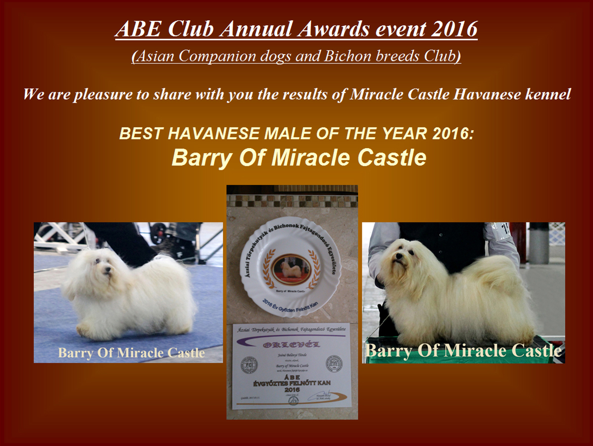 Best Havanese male of the year 2016 Barry Of Miracle Castle