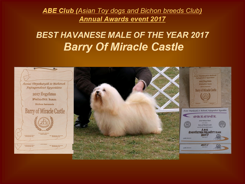 Best Havanese male of the year 2017 HCH Barry Of Miracle Castle