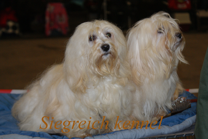 Havanese females Bianca and Hattyu