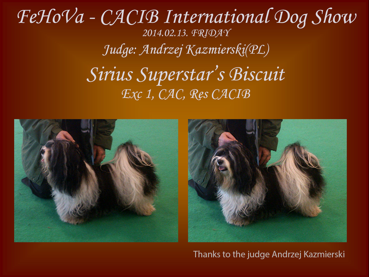 Sirius Superstar's Biscuit - Havanese male
