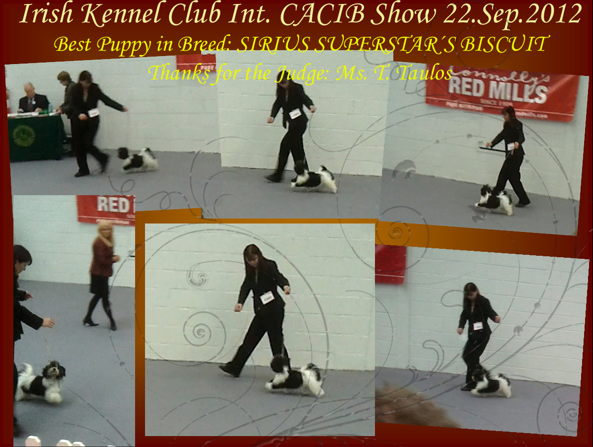Sirius Superstar's Biscuit - Best Puppy in Breed at CACIB Show