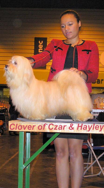 Havanese male - Clover of Czar