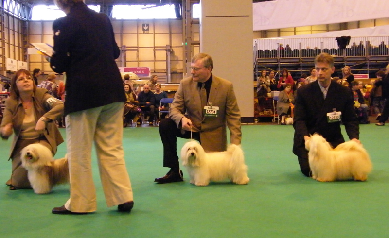 DFS Crufts 2010, Havanese PGD male class result
