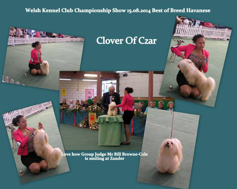 Havanese male - Clover of Czar Best of Breed