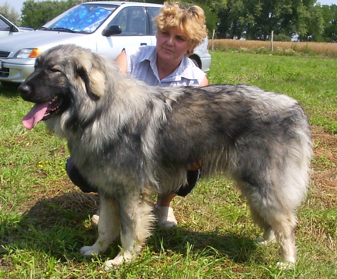 Goran 1 year old