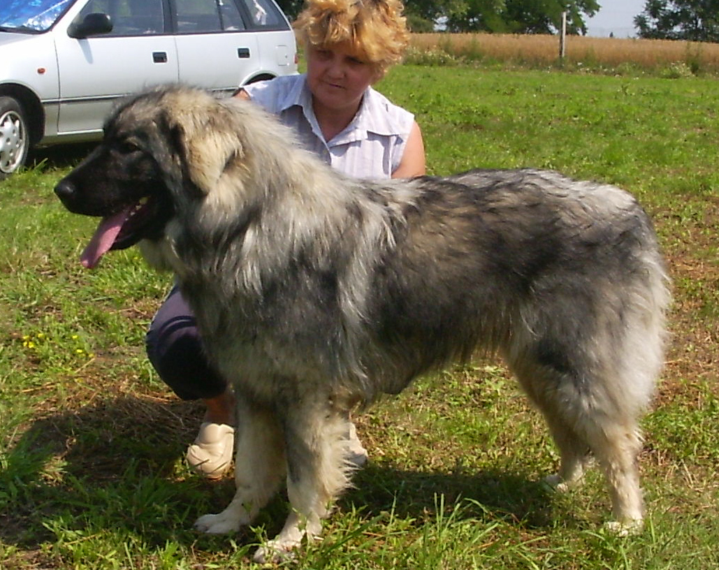 Goran 1 year old