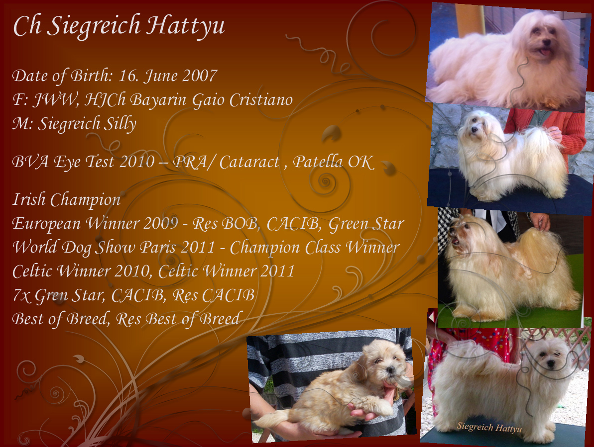 European Winner 2009 Havanese female Hattyu.jpg