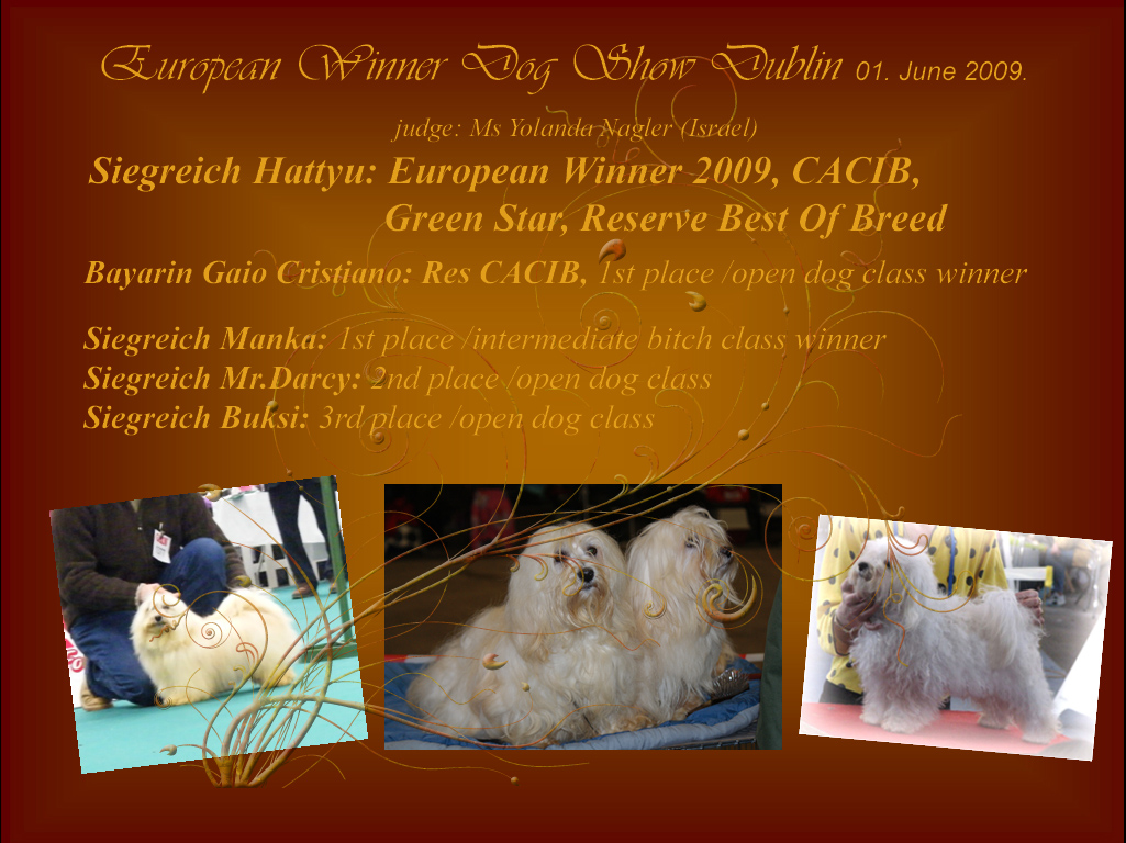 European Winner 2009 Havanese female Siegreich Hattyu
