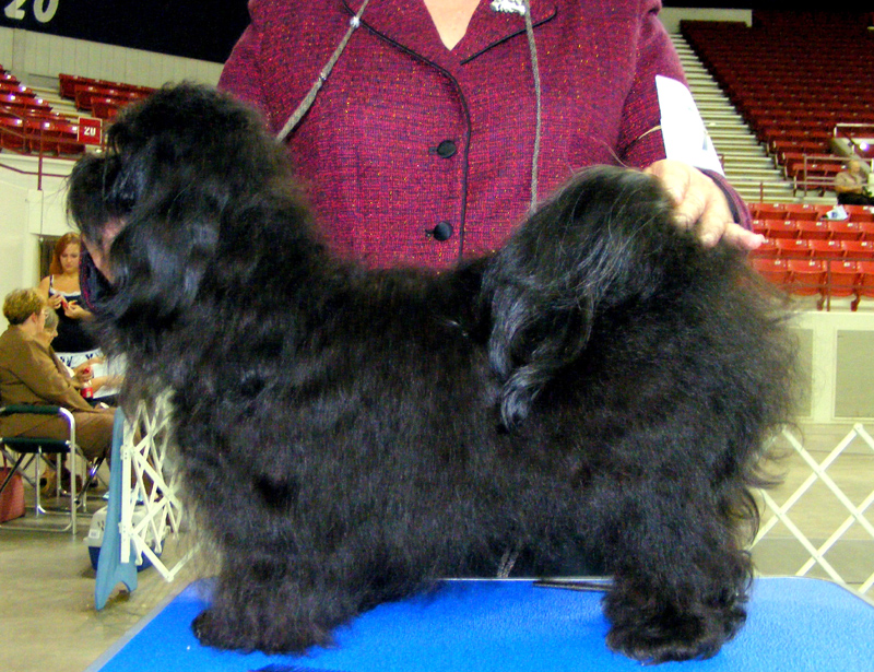 Ghirardelli havanese male