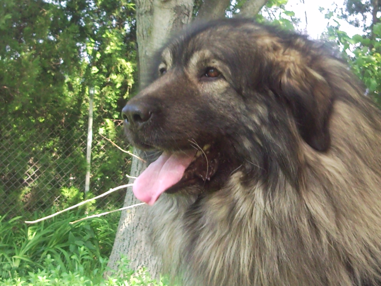 Sarplaninac male - Goran