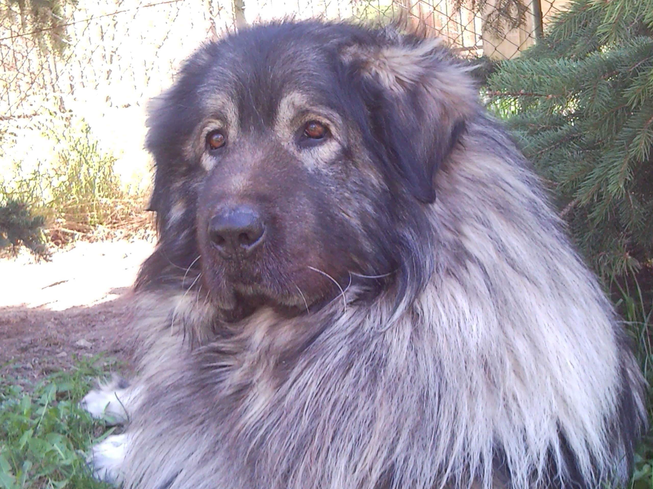 Sarplaninac male - Goran 6 years old
