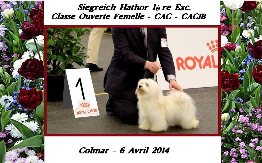 Siegreich Hathor Havanese female CACIB