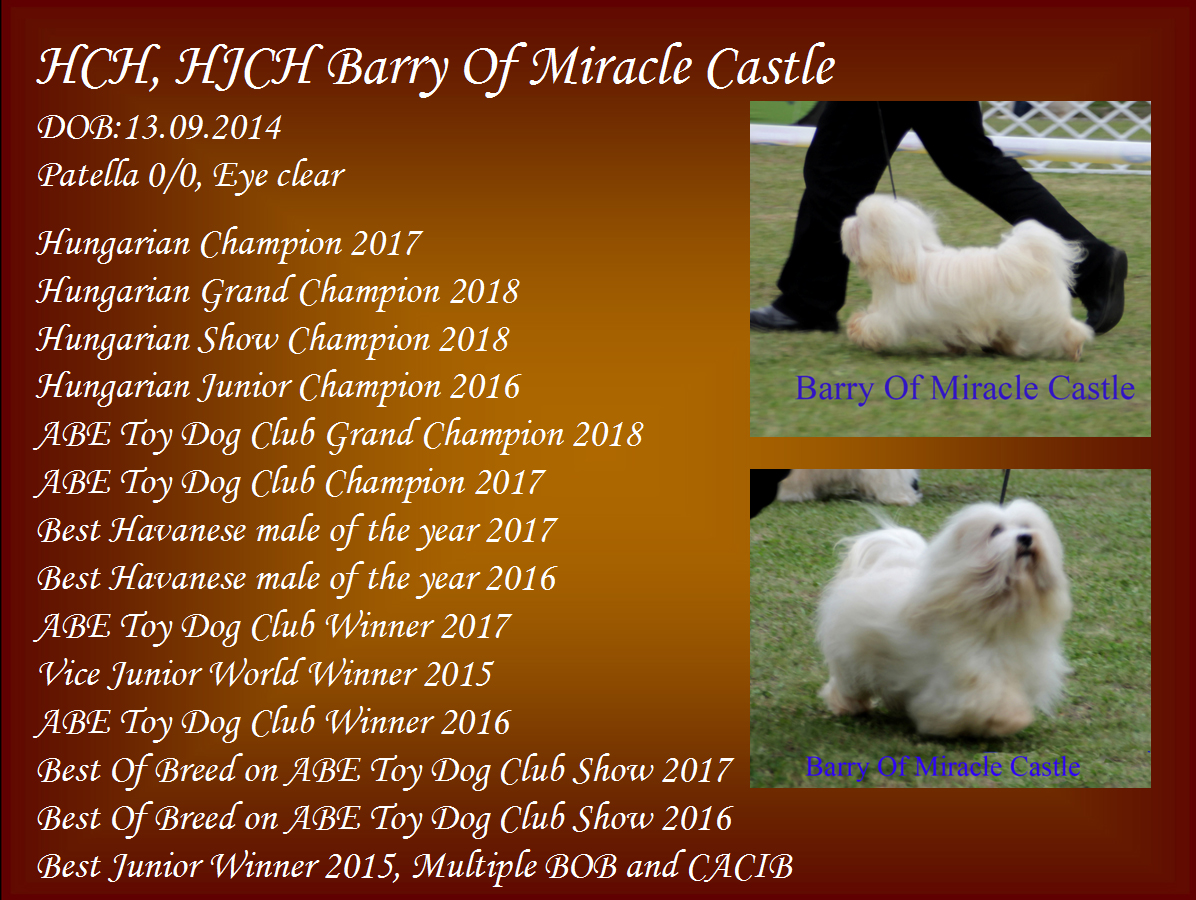 Bichon Havanese Champion male Barry Of Miracle Castle