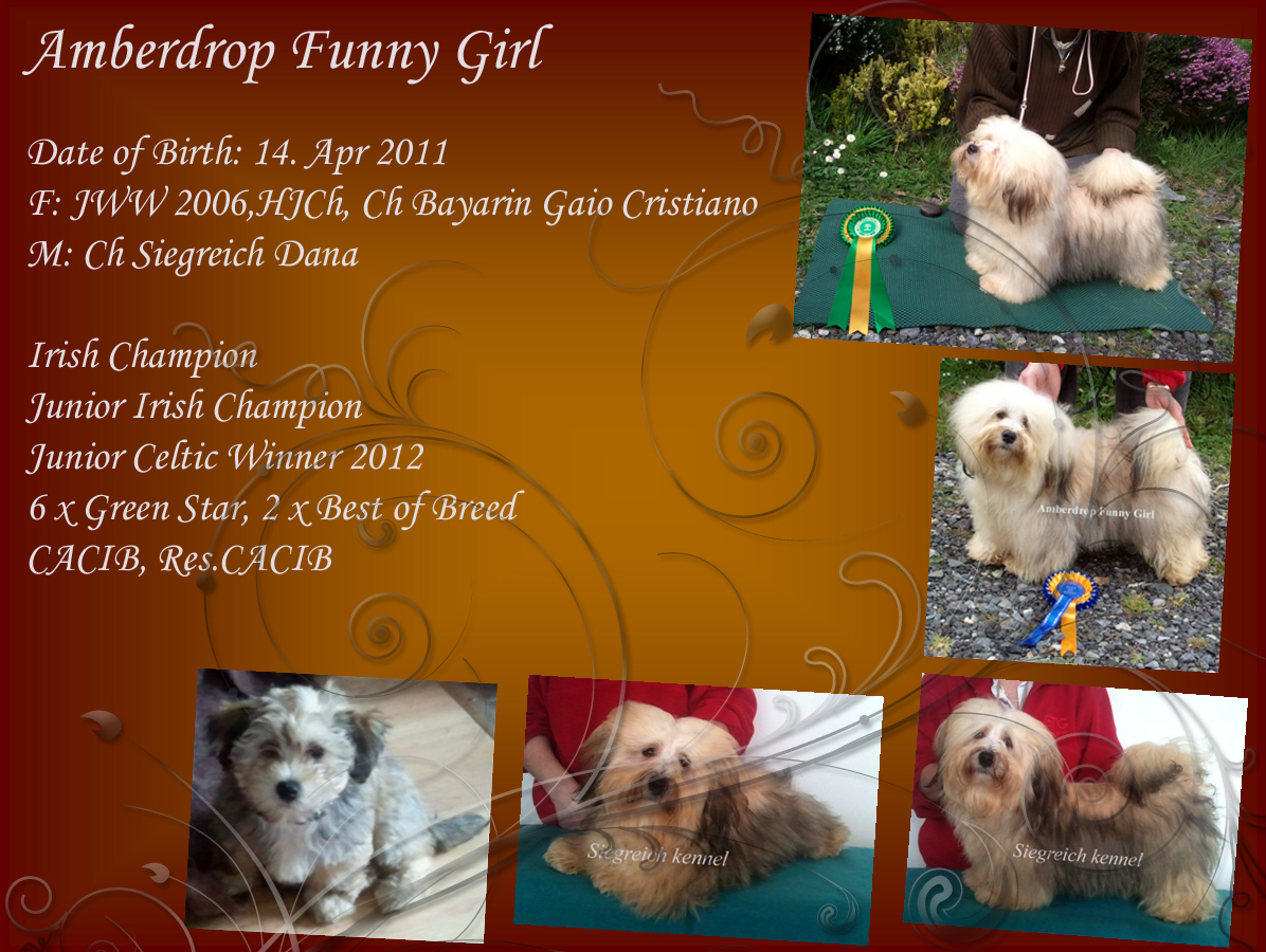 JCW, JCh Amberdrop Funny Girl - Havanese female