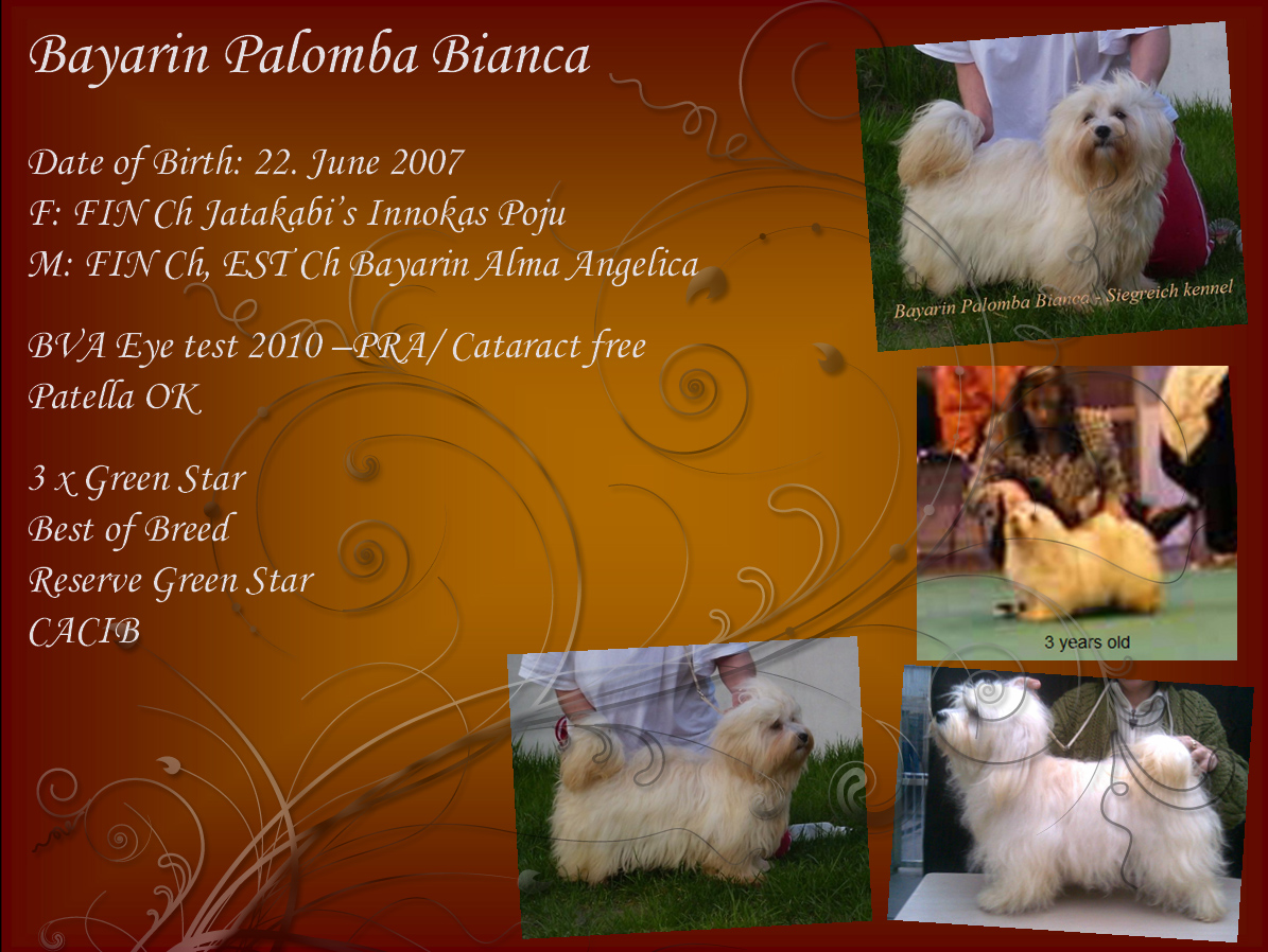 Havanese female Bayarin Palomba Bianca