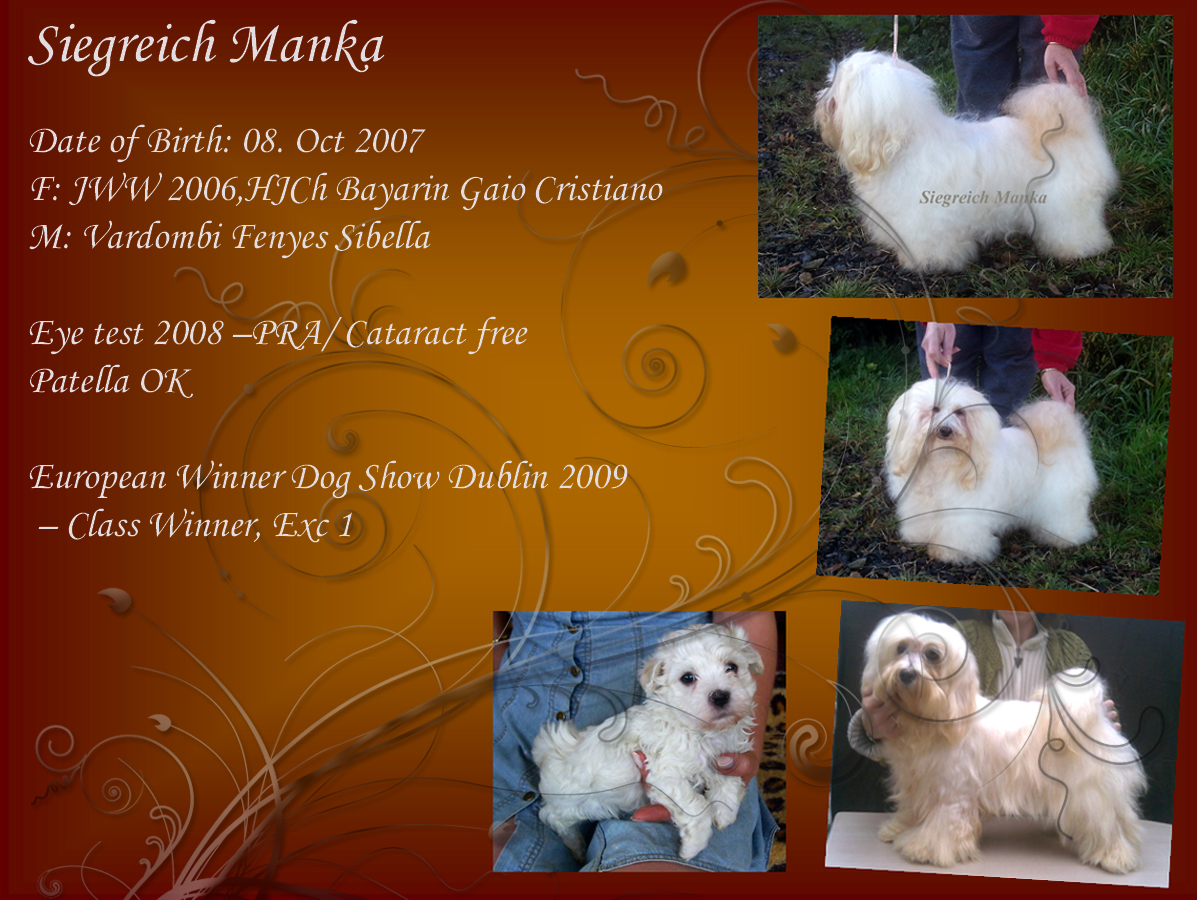 Havanese female Siegreich Manka