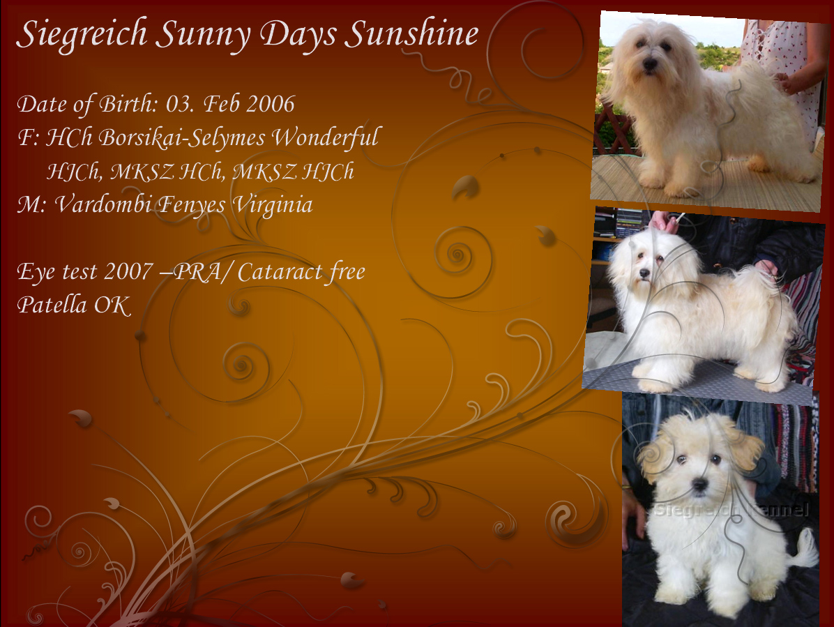 Havanese female Siegreich Sunshine