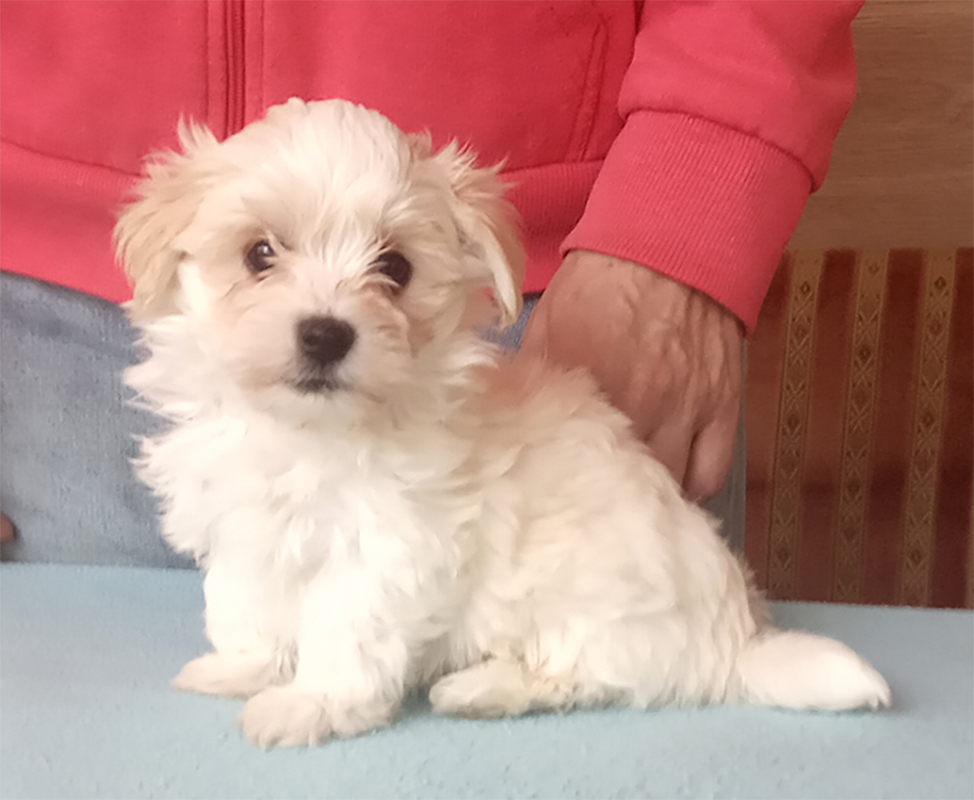 Havanese male puppy for sale