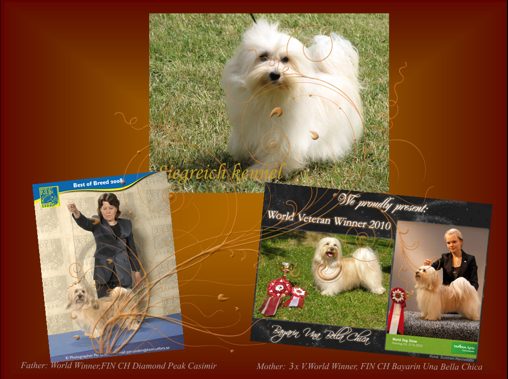 JWW Bayarin Gaio Cristiano (Jasper) Havanese male