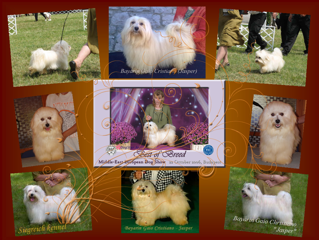JWW Bayarin Gaio Cristiani (Jasper) gallery1 Havanese male