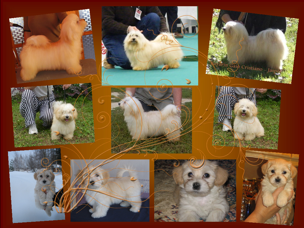 JWW Bayarin Gaio Cristiani (Jasper) gallery2 Havanese male