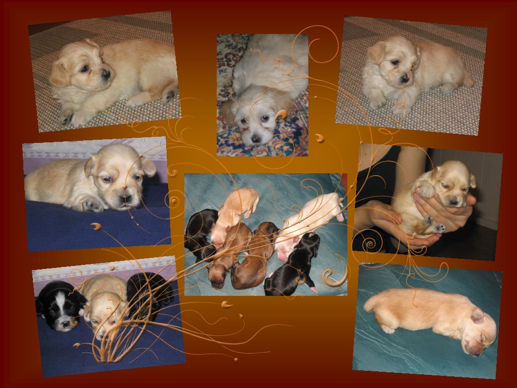 JWW Bayarin Gaio Cristiani (Jasper) gallery3 Havanese male