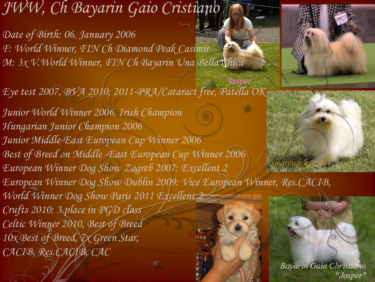 Junior World Winner 2006 Havanese male Jasper