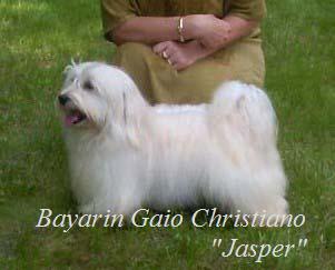 Bichon Havanese male Junior World Winner 2006