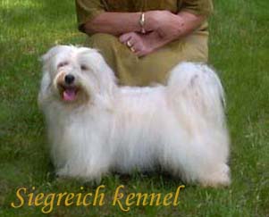 Bichon Havanese male Junior World Winner, Bichon Havanese,  Havanais, Havaneser