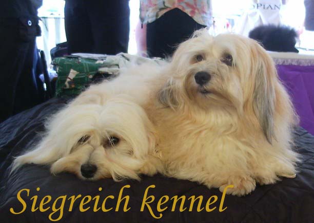 Bichon Havnanese males - Bichon Havanese,  Havanais, Havaneser, Havanski bison