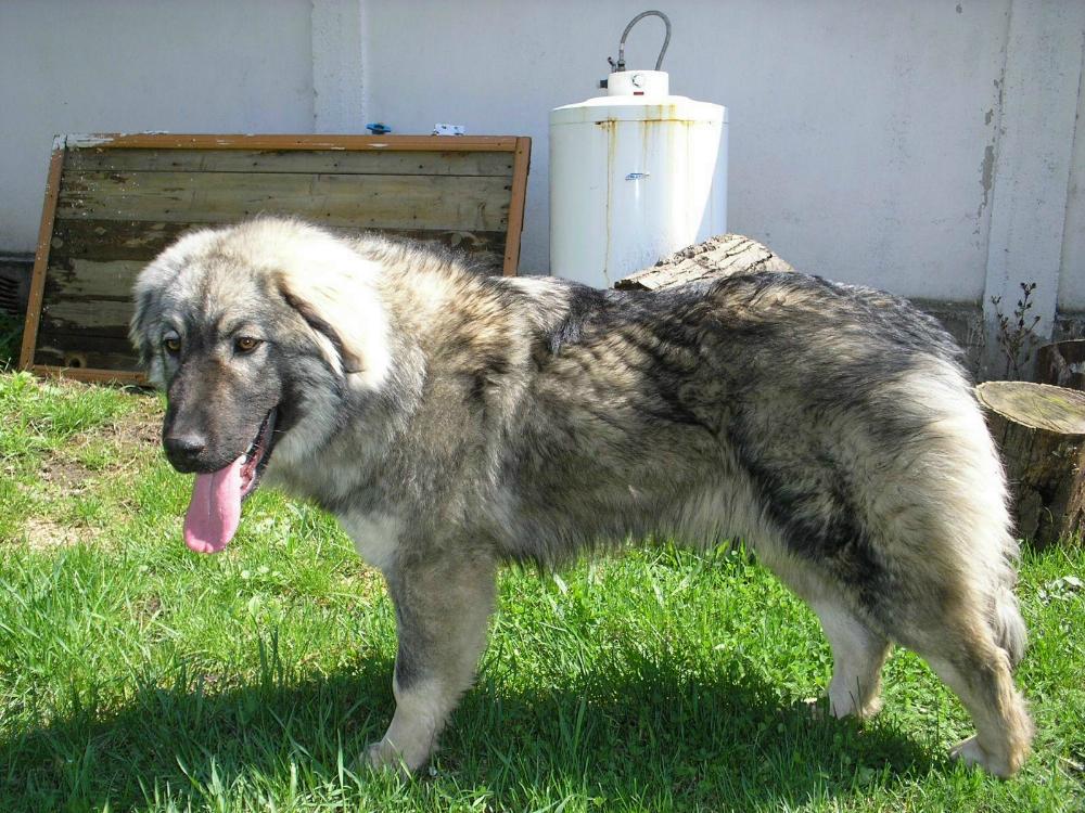 Siegreich Shila 9 months old