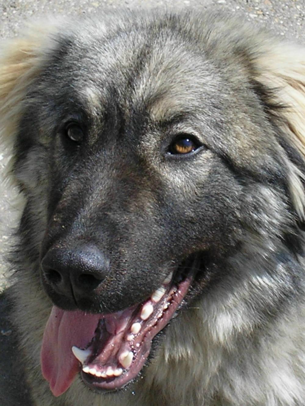 Siegreich Shila 9 months old