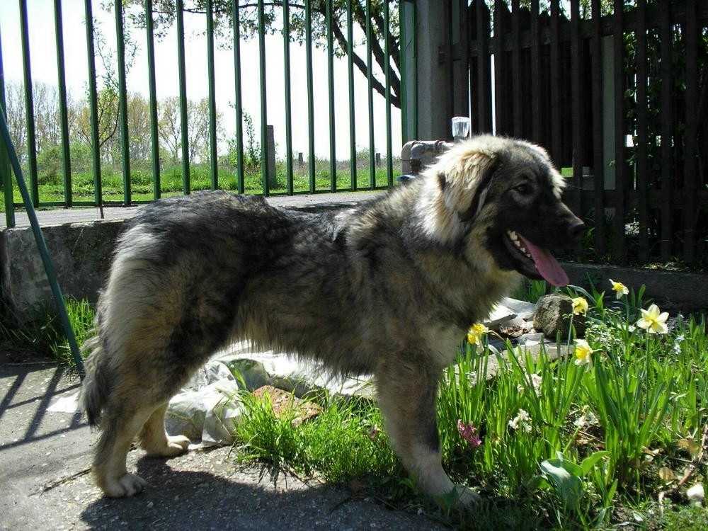 Siegreich Shila 9 months old