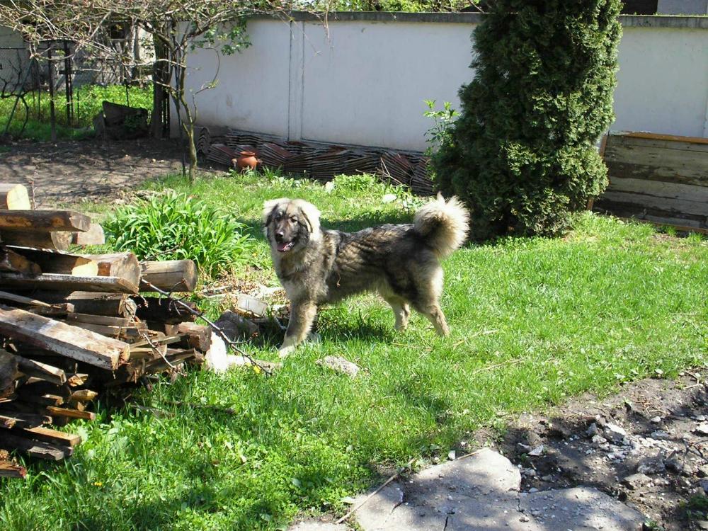 Siegreich Shila 9 months old