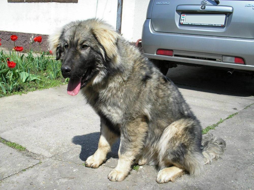 Siegreich Shila 9 months old
