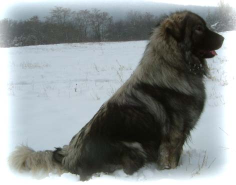 Siegreich Dick - Goran