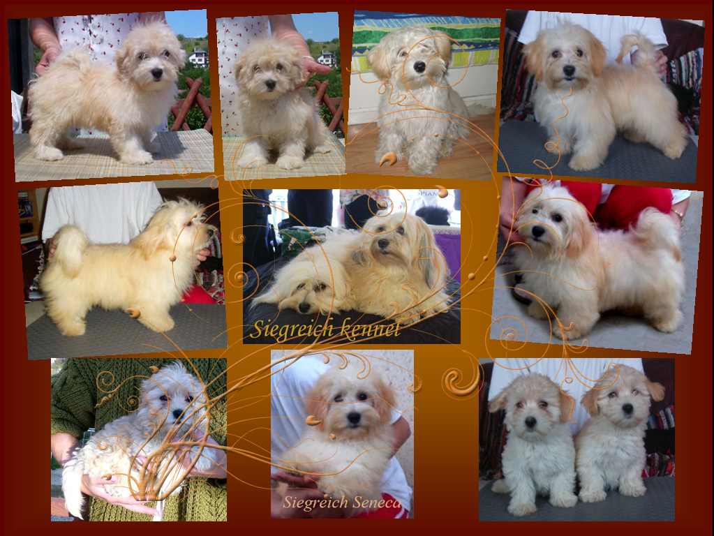 Siegreich Havanese gallery2