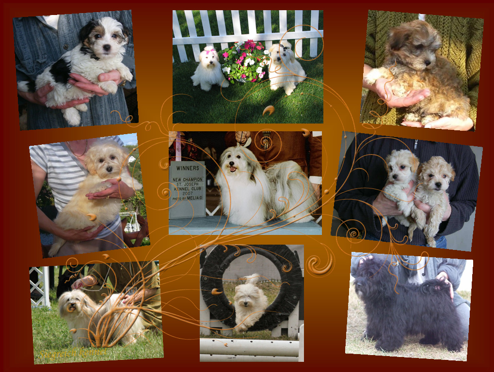Siegreich Havanese gallery3