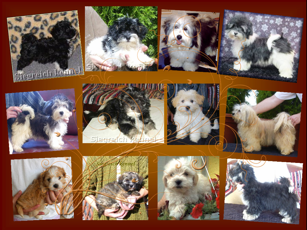 Siegreich Havanese gallery4