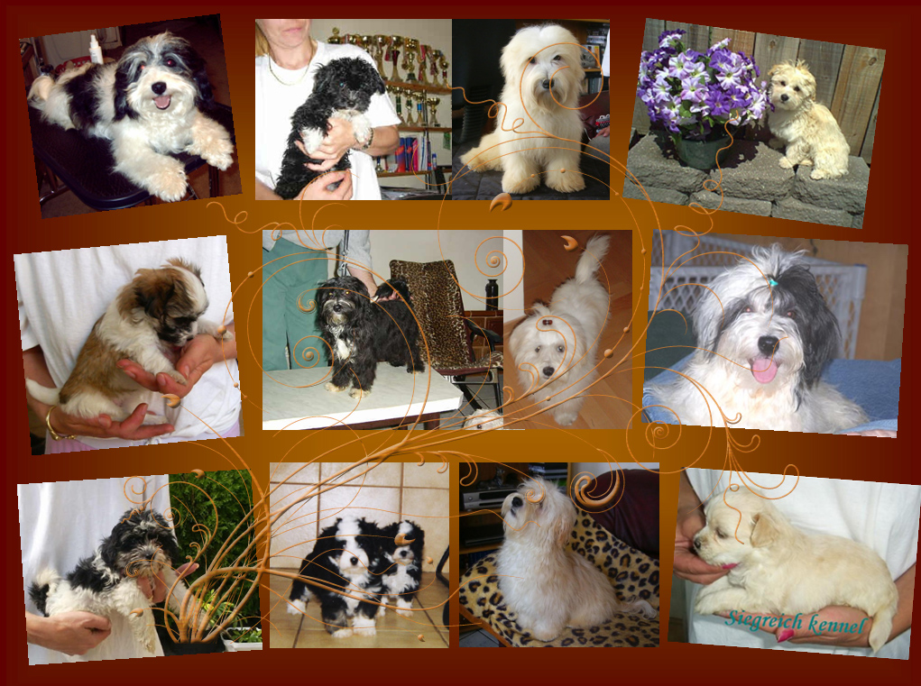 Siegreich Havanese gallery5