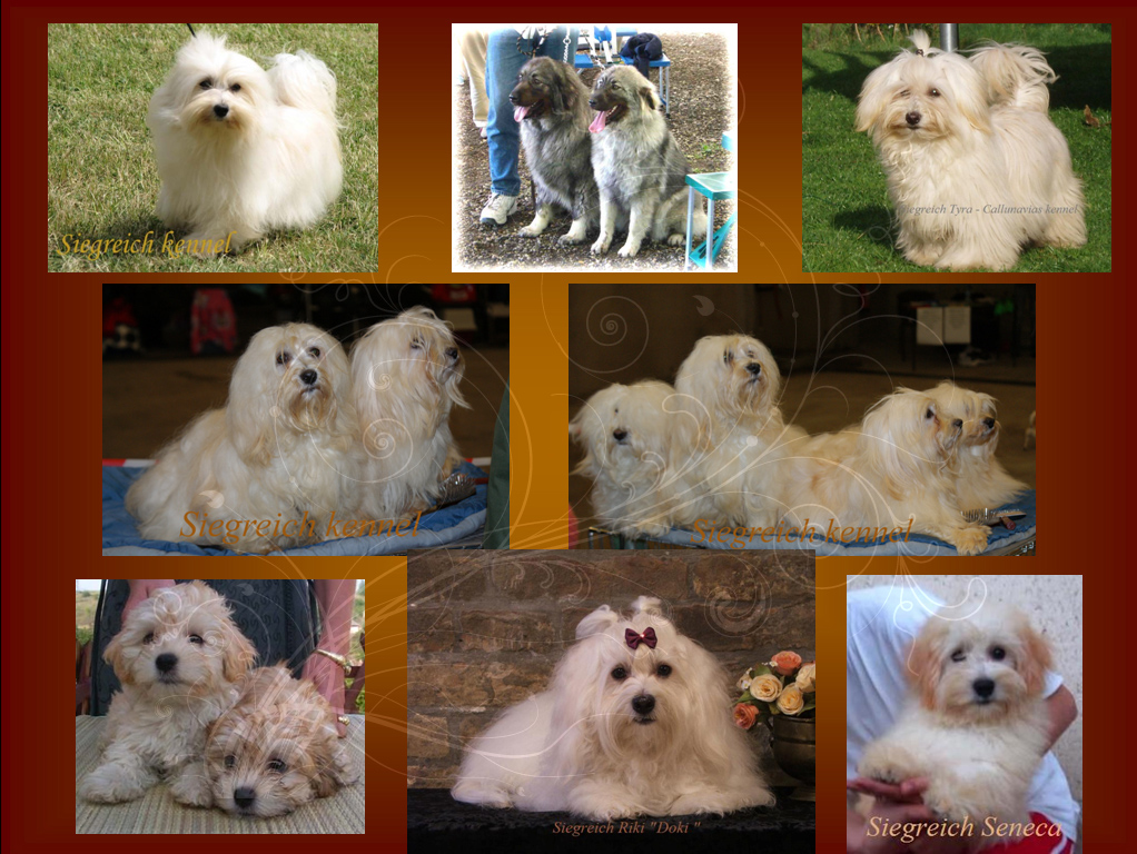 Siegreich Havanese kennel gallery 1