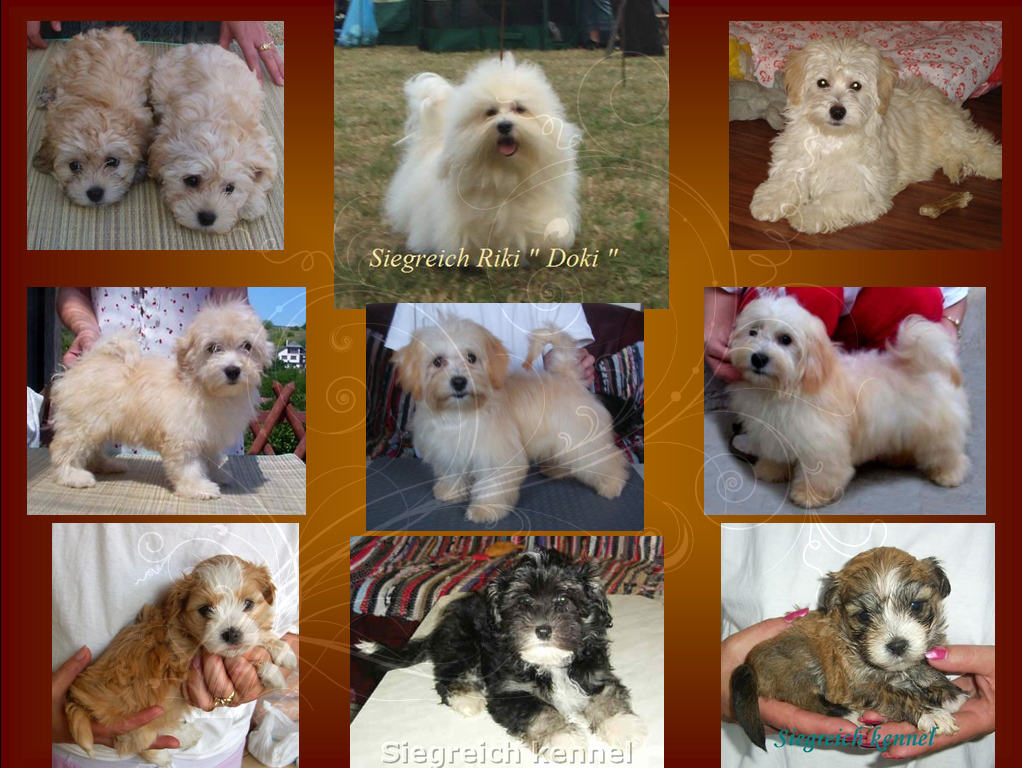 Siegreich Havanese kennel gallery 2