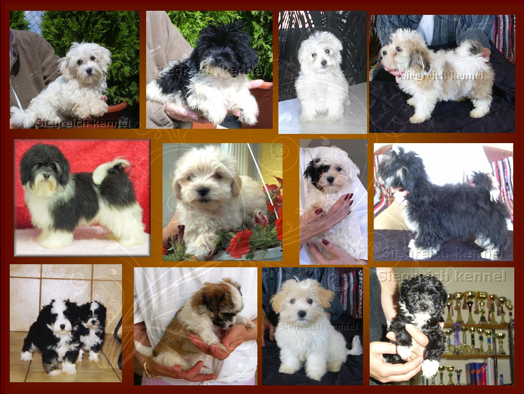 Siegreich Havanese kennel gallery 3