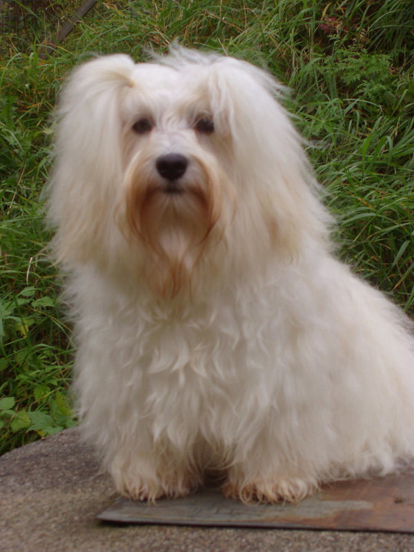 Siegreich Horus "Unski" , photo Marja