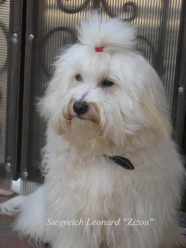 Siegreich Leonard  (Zizou)