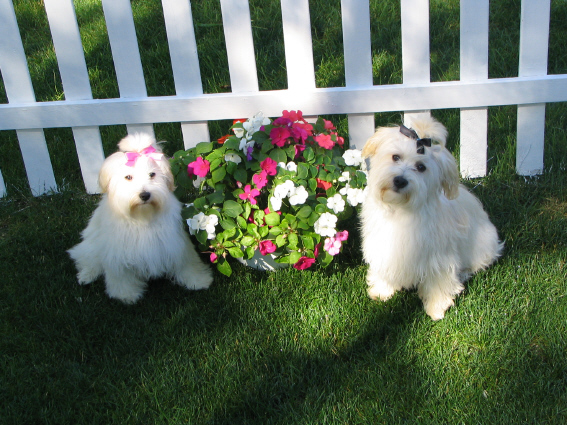 Siegreich Kira and Ralf, havanese puppies