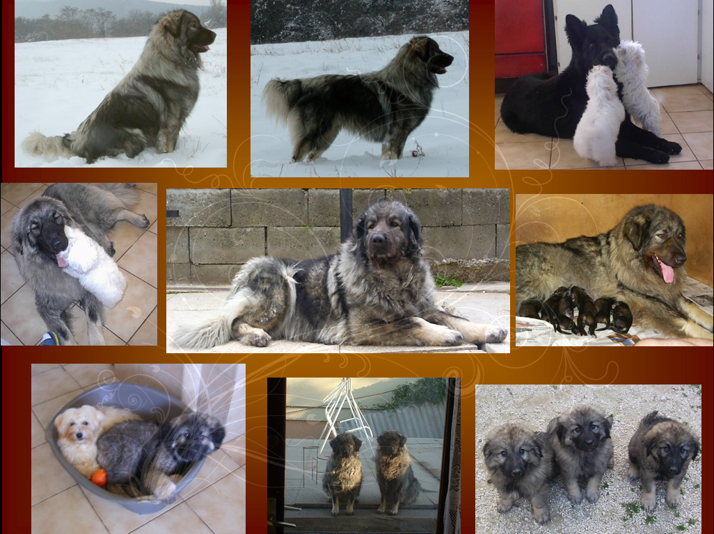 Siegreich Sarplaninac kennel gallery 1