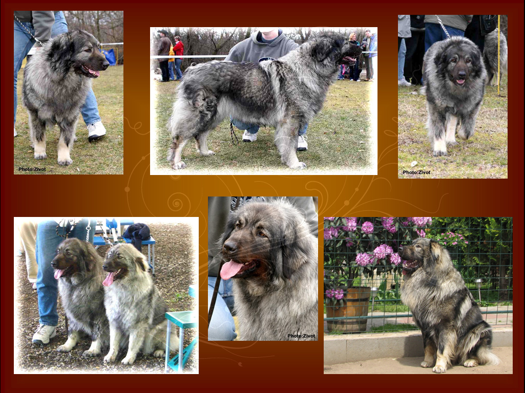 Siegreich Sarplaninac kennel gallery 2